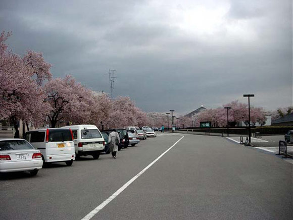 Kirschb&uuml;ten  erall